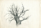 Disegni