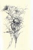 Disegni