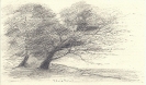 Disegni