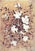 Fiori-12